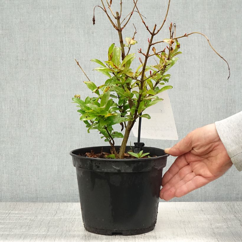 Melograno Mollar de Elche - Punica granatum Vaso da 1,5L/2L, Multifusto esemplare consegnato in primavera