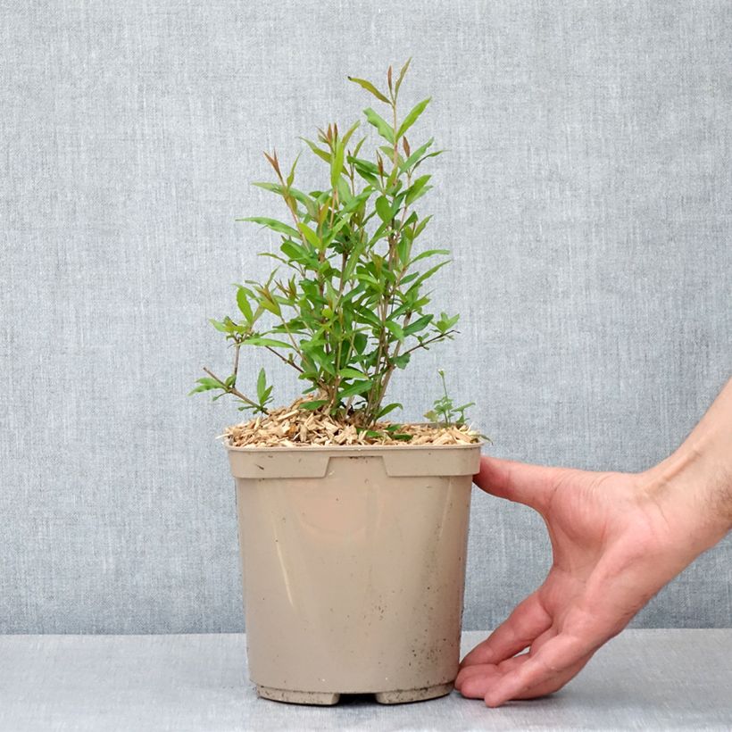 Melograno Parfianka - Punica granatum Vaso da 3L/4L, A cespuglio esemplare consegnato in primavera