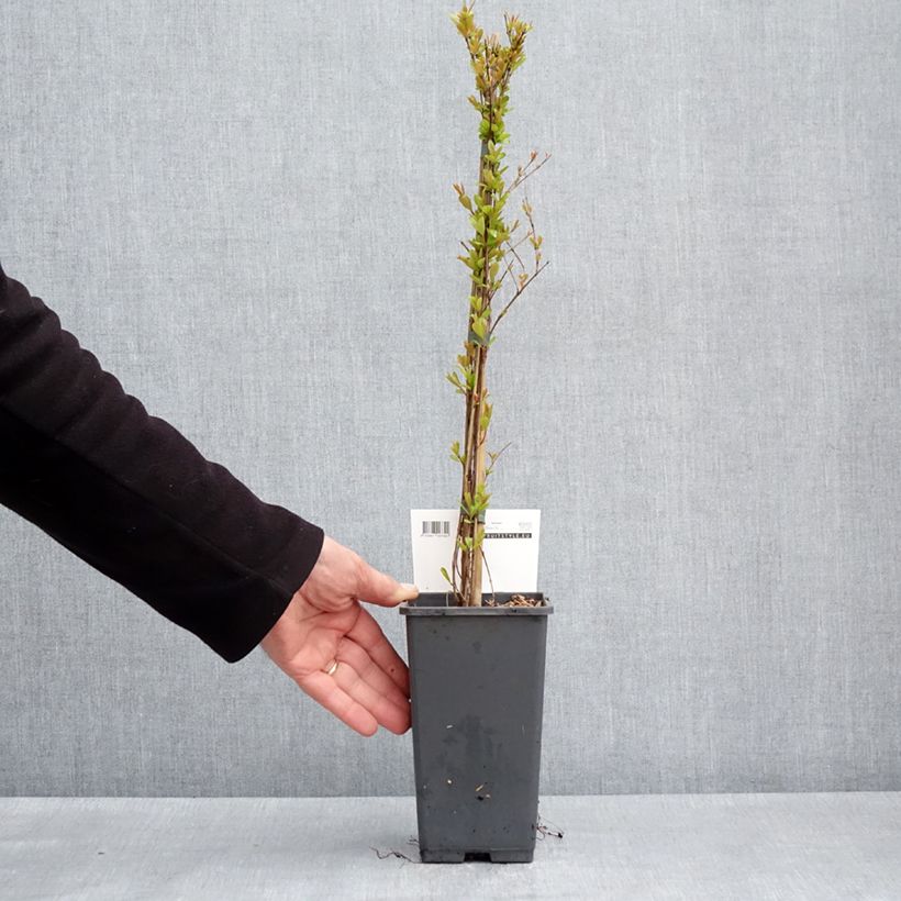 Example of Melograno Provenza - Punica granatum Vaso da 1,5L/2L, Multifusto as you get in printemps