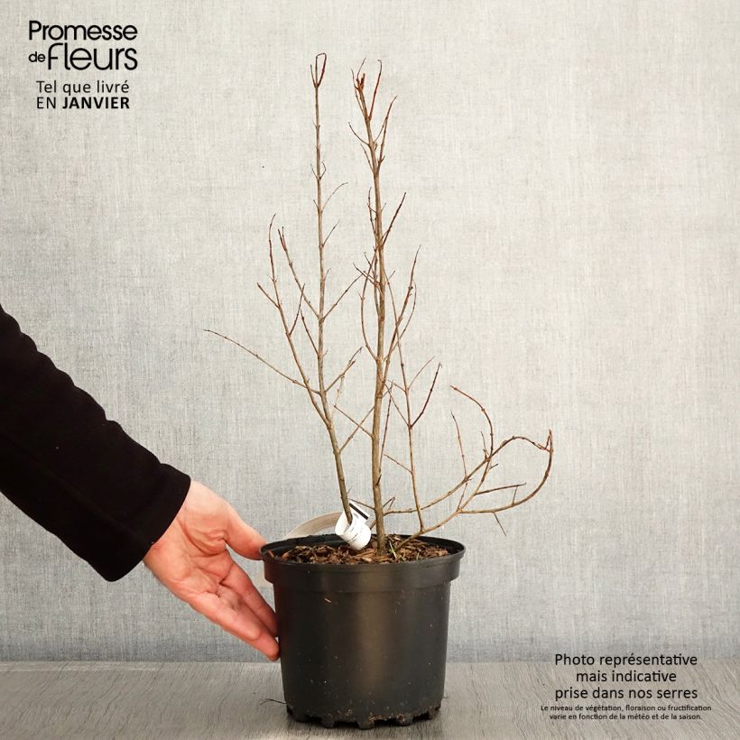 Grenadier à fruits - Punica granatum Wonderful Pot de 3L/4L, Touffe esemplare consegnato in inverno
