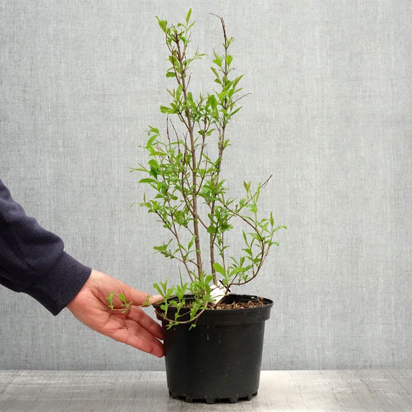 Example of Melograno Wonderful - Punica granatum Vaso da 3L/4L, Multifusto as you get in printemps