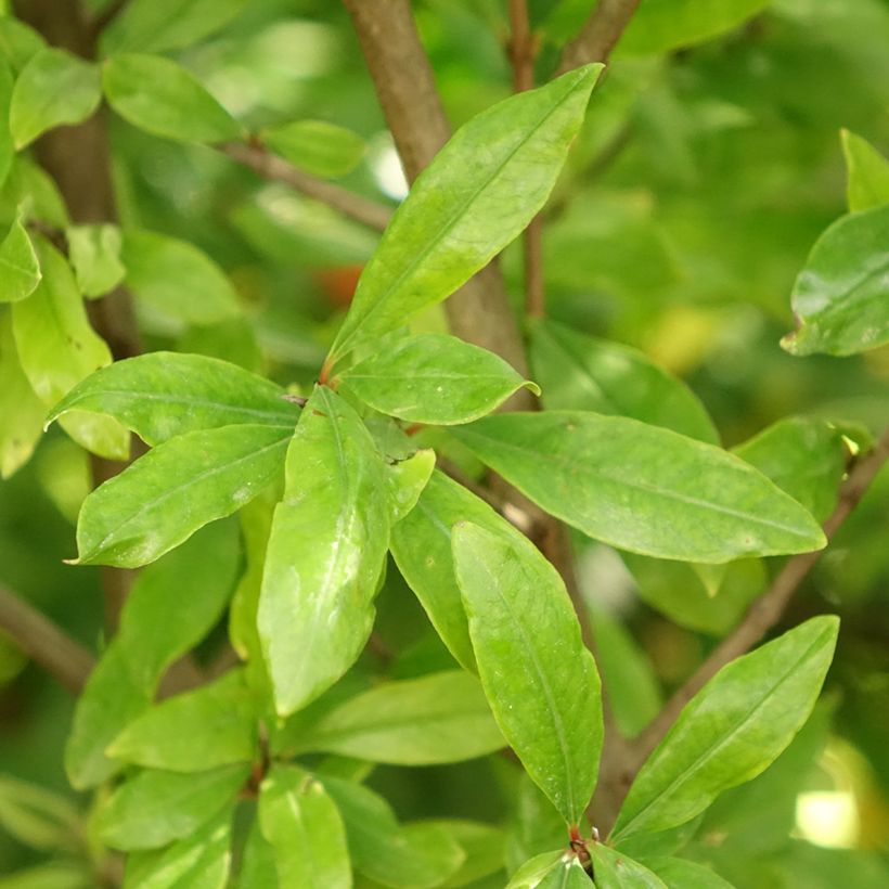 Melograno Wonderful - Punica granatum (Foliage)