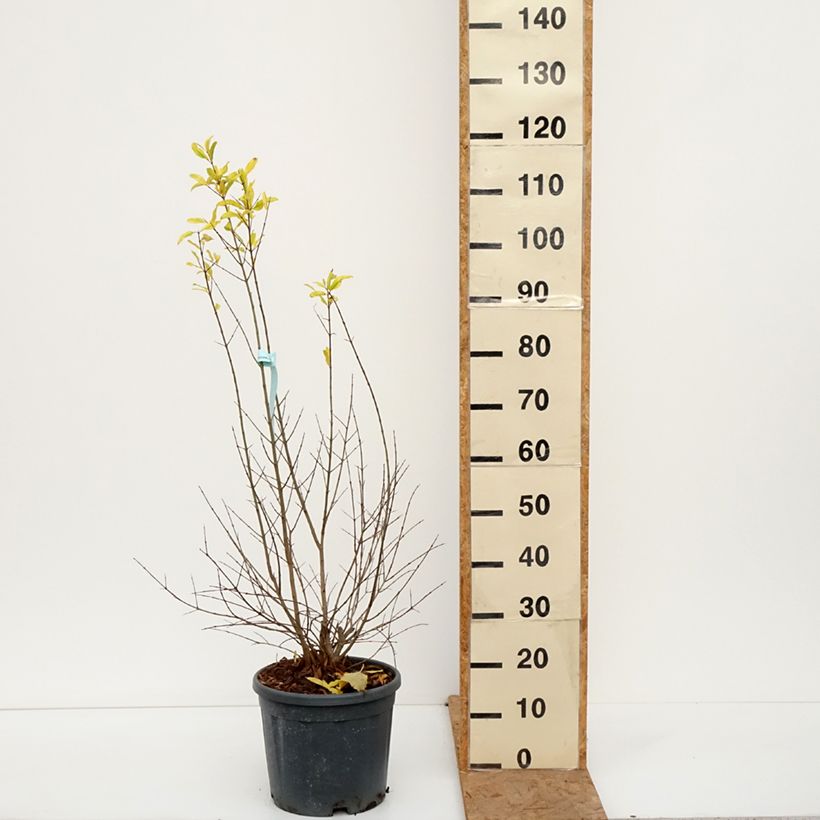 Esemplare di Melograno Wonderful - Punica granatum Vaso da 7,5L/10L, Vaso impalcato medio come consegnato in autunno
