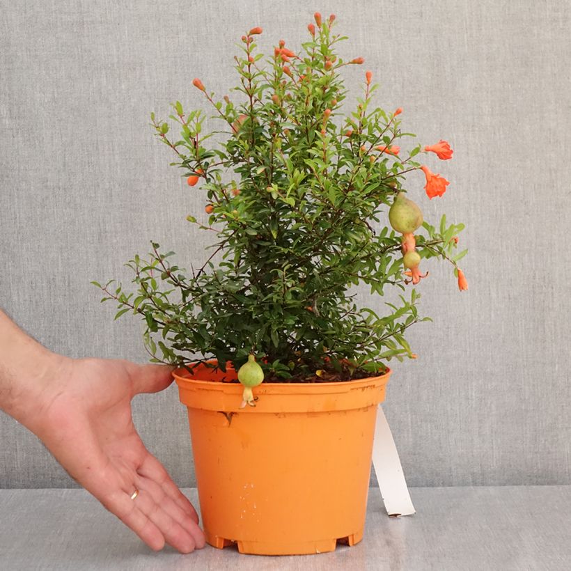 Esemplare di Melograno Chico - Punica granatum Vaso da 3L/4L, Multifusto consegnato in estate