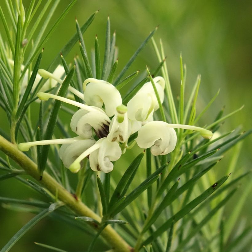 Grevillea gracilis Alba (Fioritura)