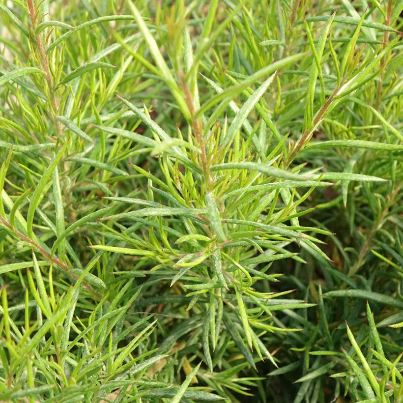 Grevillea gracilis Clearview David (Fogliame)
