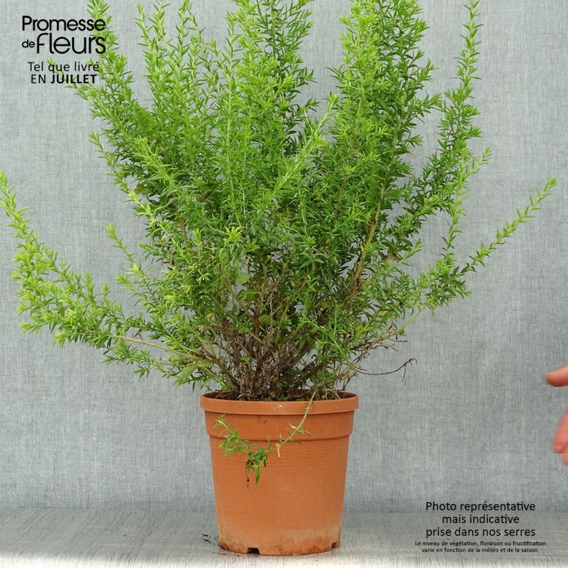 Esemplare di Grevillea gracilis Clearview David Vaso da 2L/3L, A cespuglio consegnato in estate