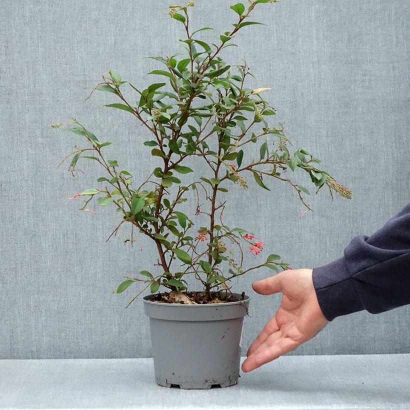 Grevillea rhyolitica Vaso da 2L/3L esemplare consegnato in primavera