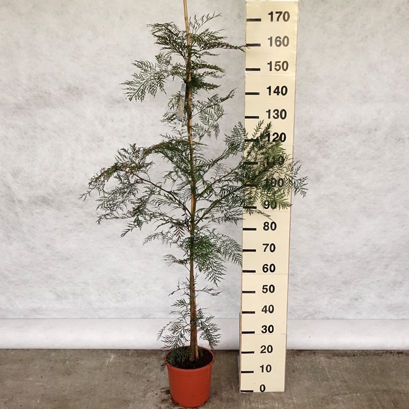 Example of Grevillea robusta Vaso da 7,5L/10L as you get in printemps