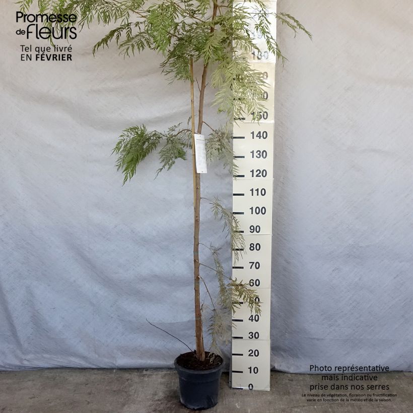 Grevillea robusta - Grévillier Pot de 7,5L/10L esemplare consegnato in inverno