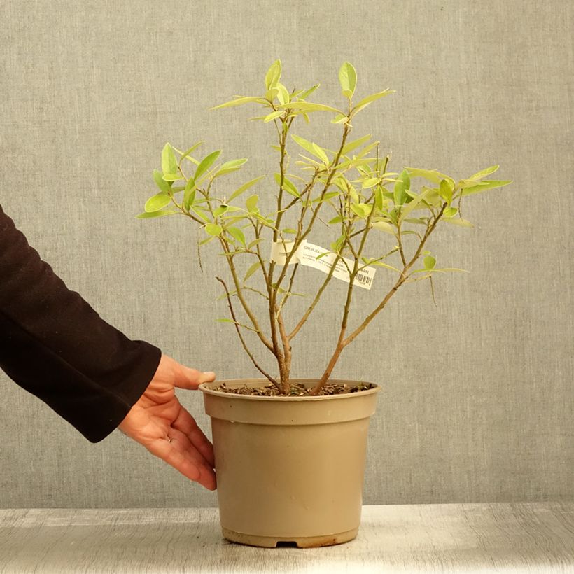 Esemplare di Grevillea victoriae Vaso da 4L/5L come consegnato in autunno