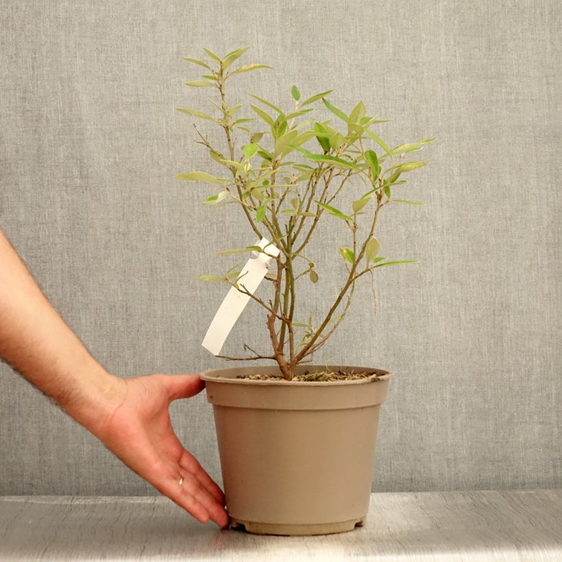 Esemplare di Grevillea victoriae Vaso da 4L/5L consegnato in estate