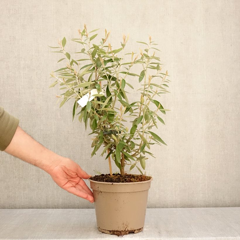 Grevillea victoriae Vaso da 4L/5L esemplare consegnato in primavera