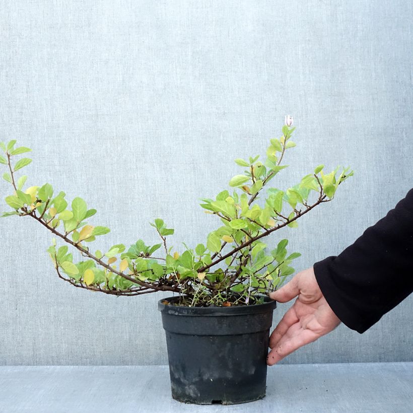Esemplare di Grewia occidentalis Vaso da 3L/4L come consegnato in autunno