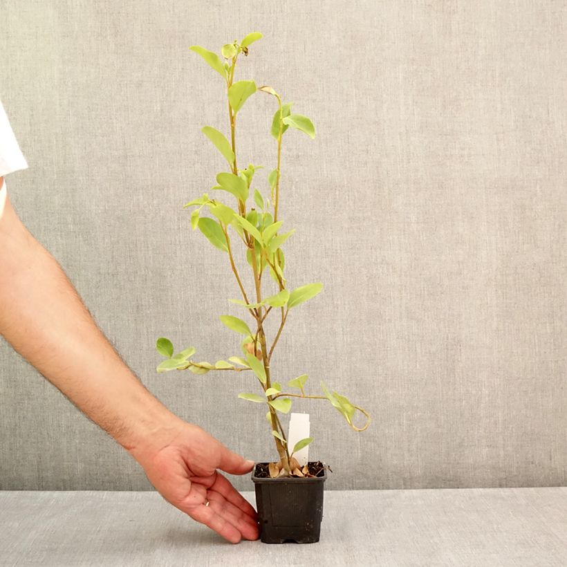 Esemplare di Griselinia littoralis Vasetto da 8/9 cm consegnato in estate