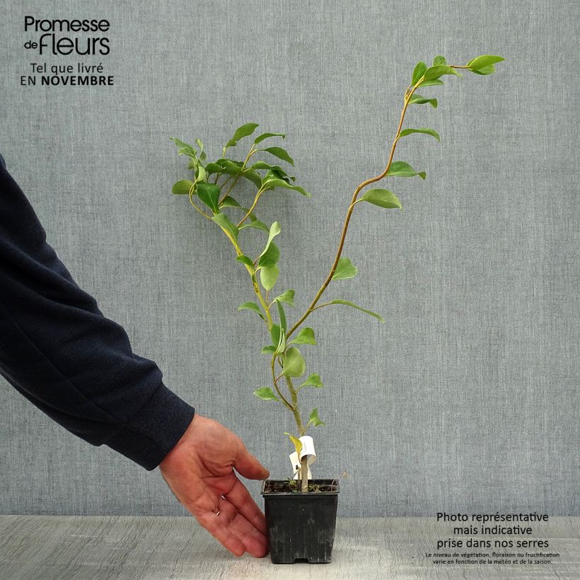Esemplare di Griselinia lucida - Griselinie luisante Godet de 8/9 cm come consegnato in autunno