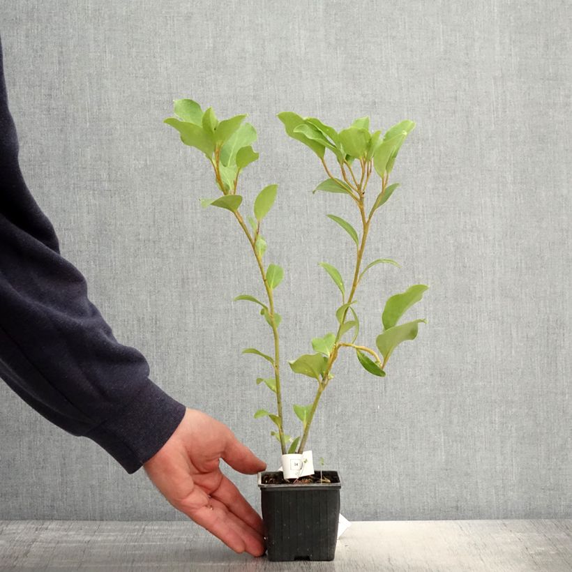 Griselinia lucida Vasetto da 8/9 cm esemplare consegnato in primavera