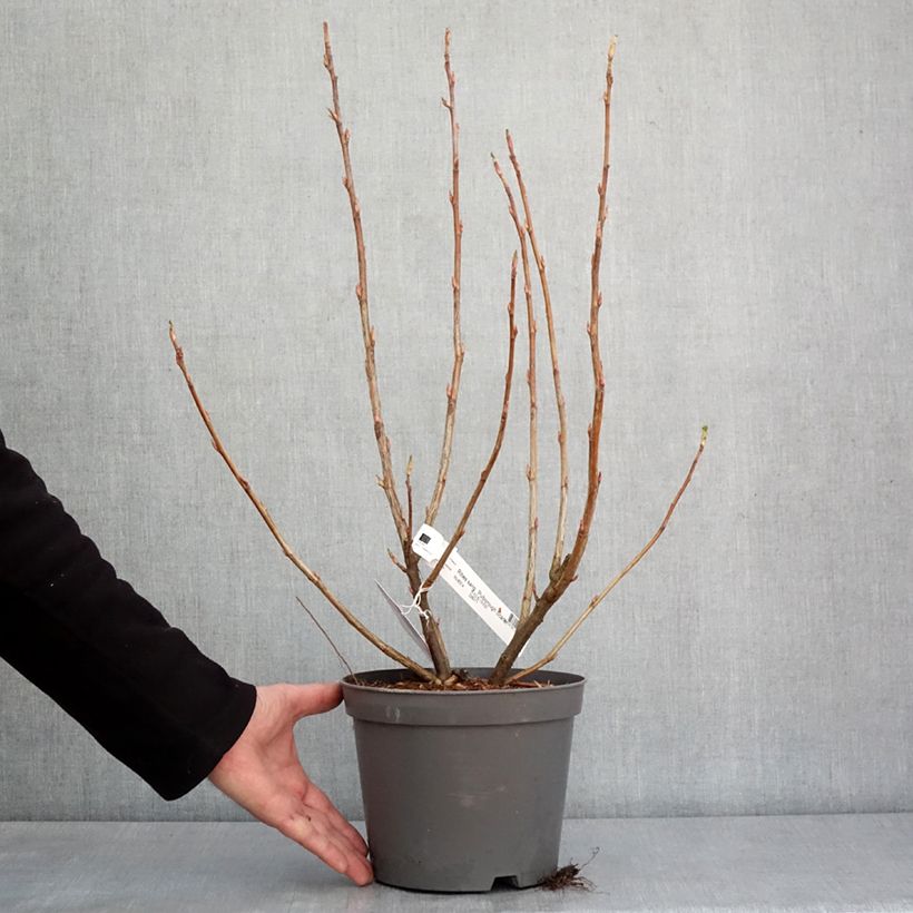 Ribes sanguigno Pulborough Scarlet Vaso da 2L/3L esemplare consegnato in inverno