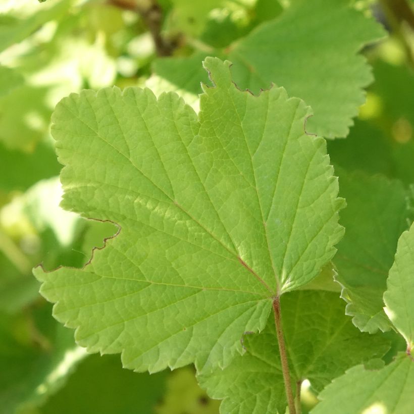 Ribes bianco Blanka Bio (Foliage)