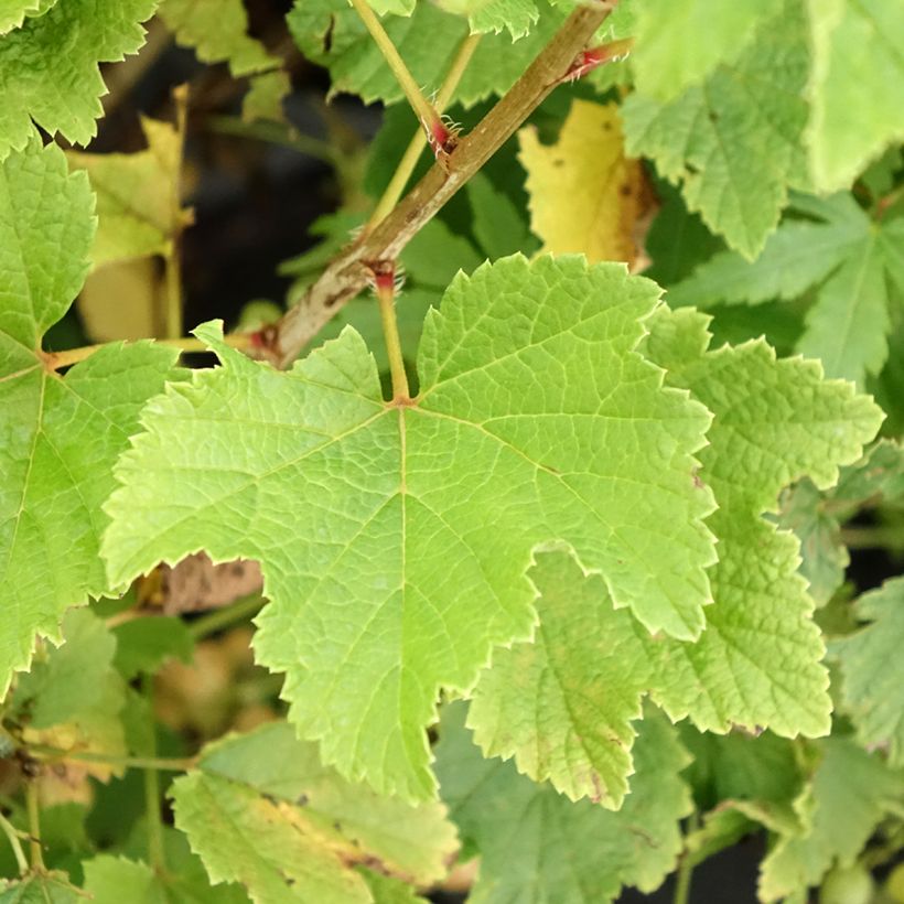 Ribes bianco Blanka (Foliage)