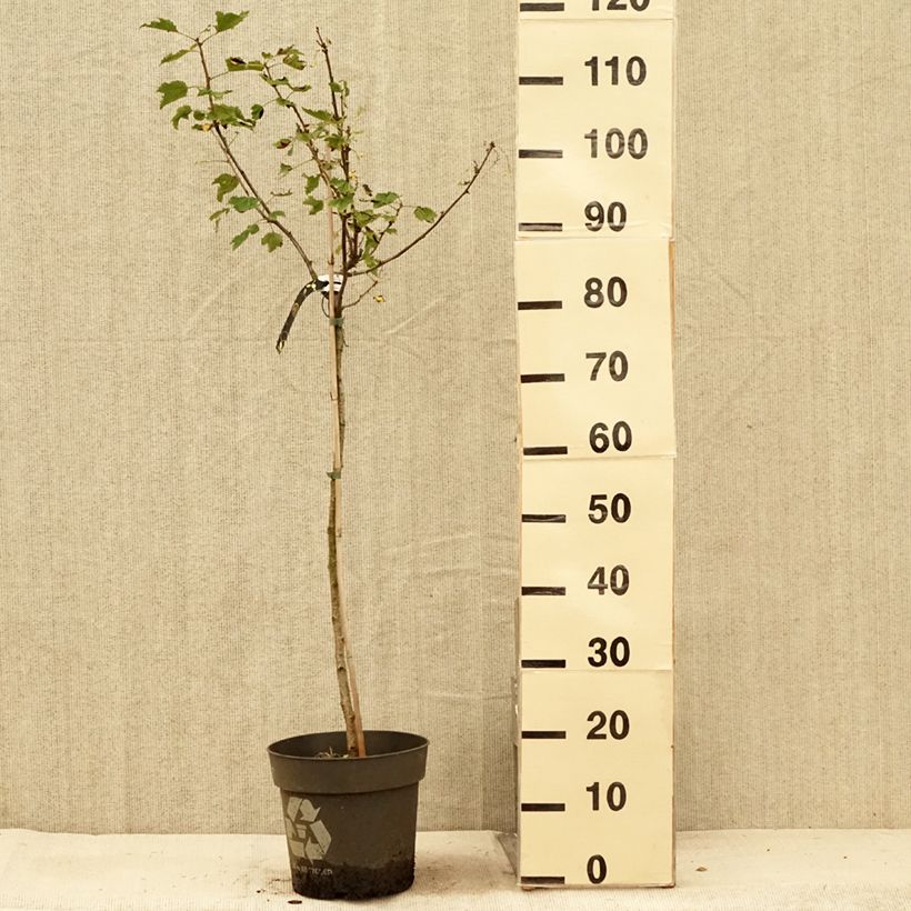 Esemplare di Ribes bianco Weiße aus Jüterbog Vaso da 6L/7L, Vaso impalcato consegnato in estate