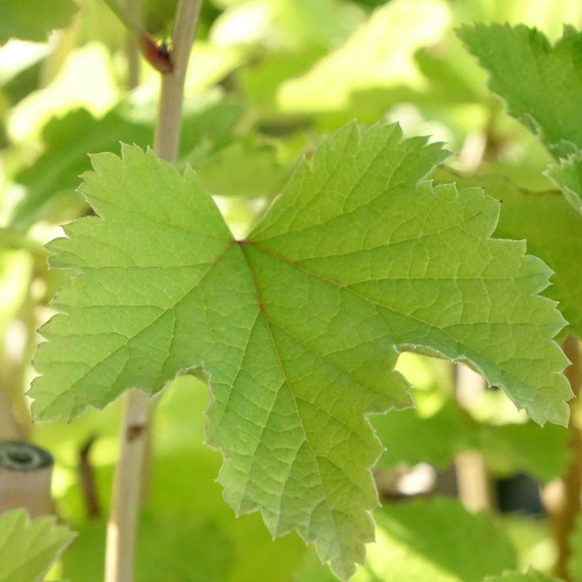 Ribes bianco Werdavia (Fogliame)