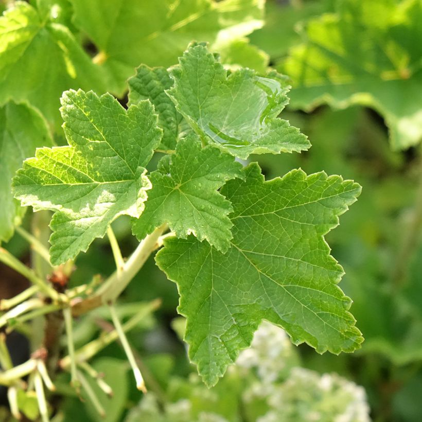 Ribes bianco Zitavia (Foliage)