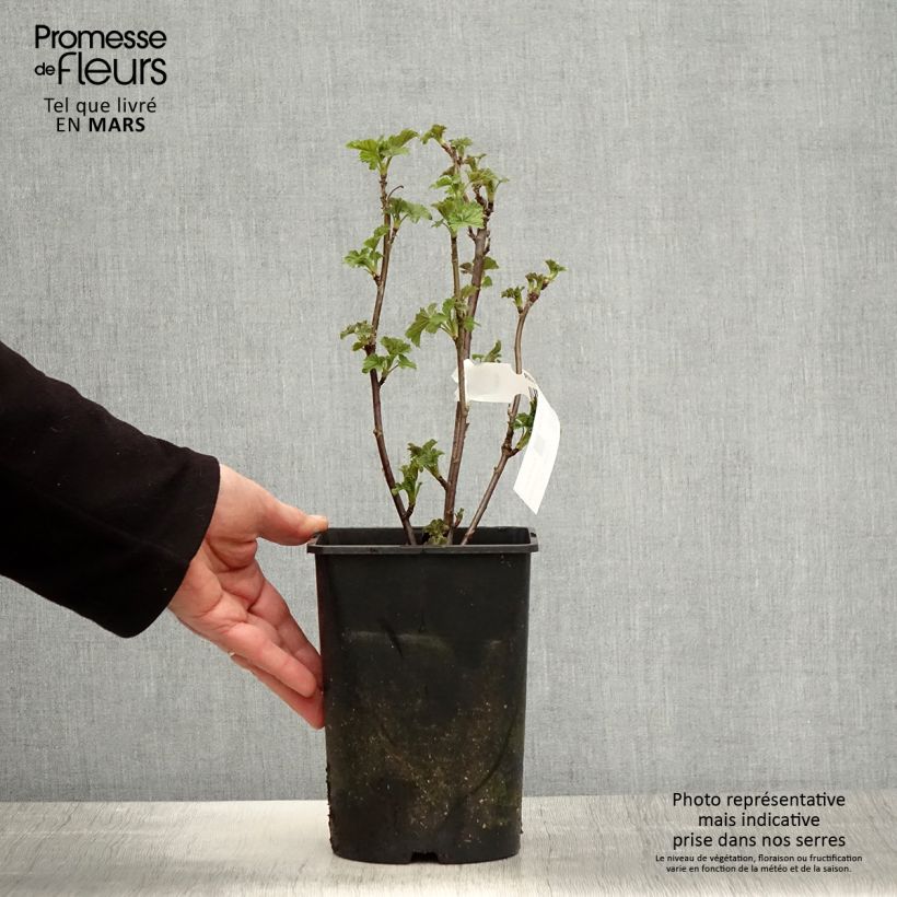 Example of Ribes bianco Zitavia Vaso da 2L/3L, Multifusto as you get in printemps