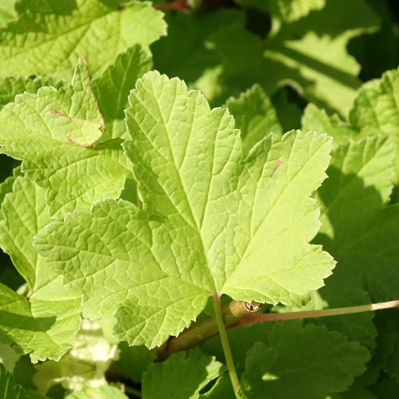 Ribes rosso Jonkheer van Tets (Foliage)