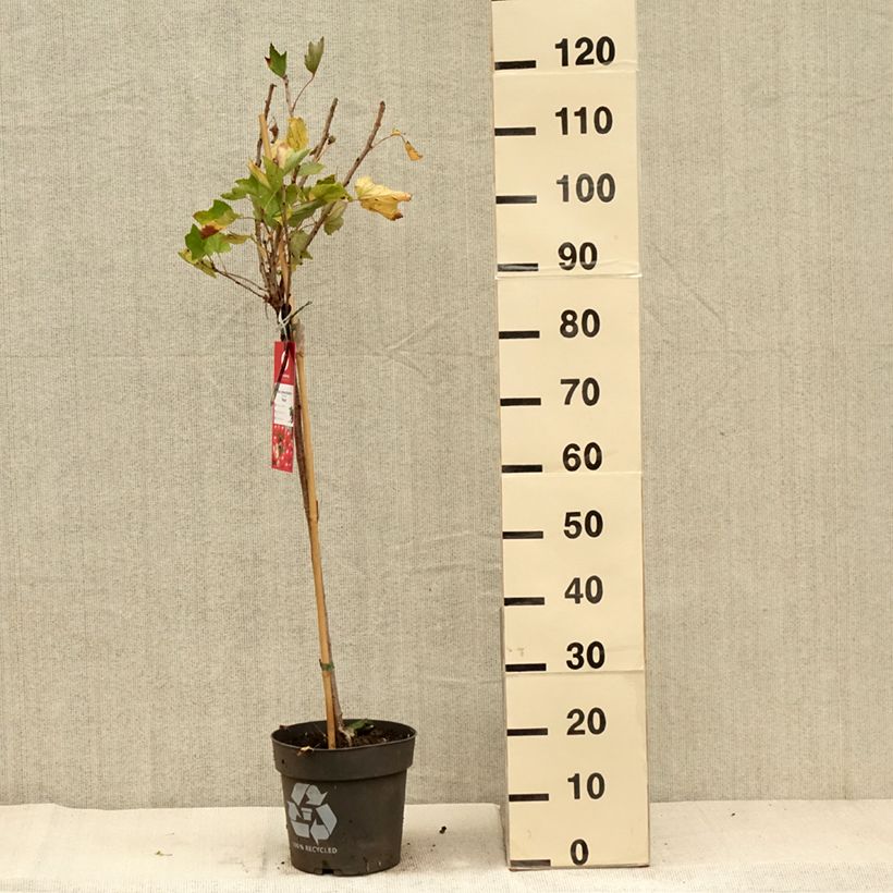 Esemplare di Ribes rosso Rolan Vaso da 6L/7L, Vaso impalcato come consegnato in autunno