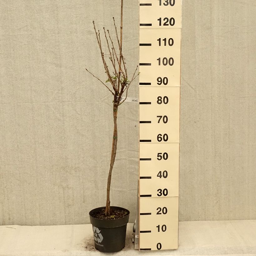 Example of Ribes rosso Rolan Vaso da 6L/7L, Vaso impalcato as you get in printemps