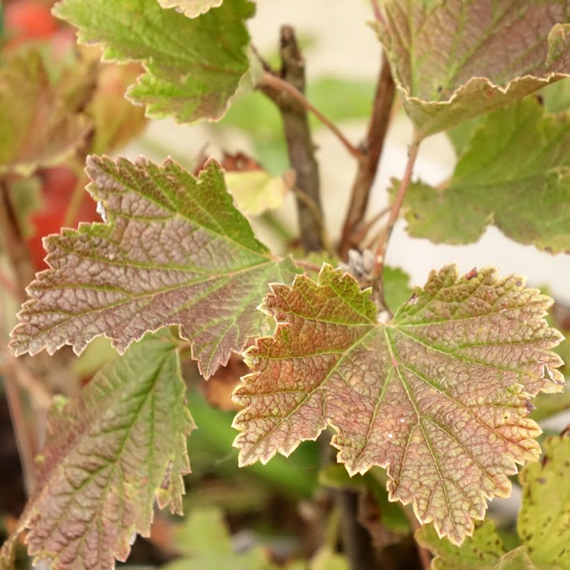 Ribes rosso Delbard Giganta Bosron (Foliage)