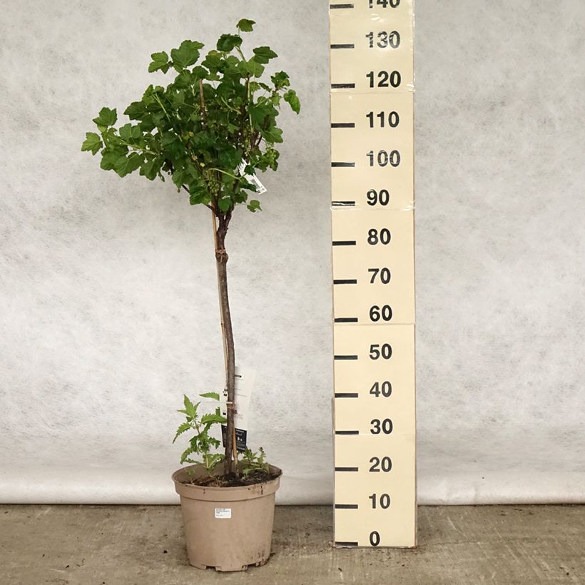 Example of Ribes rosso Delbard Giganta Bosron Vaso da 7,5L/10L, Vaso impalcato basso as you get in printemps