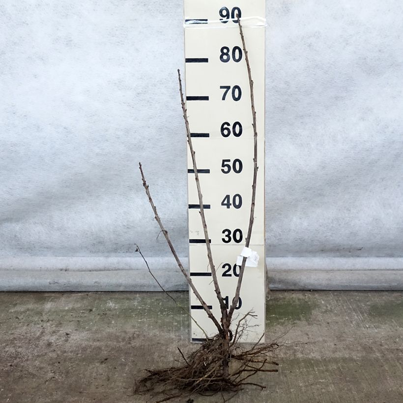 Example of Ribes rosso Delbard Giganta Bosron Piante piccole a radice nuda, A cespuglio as you get in hiver