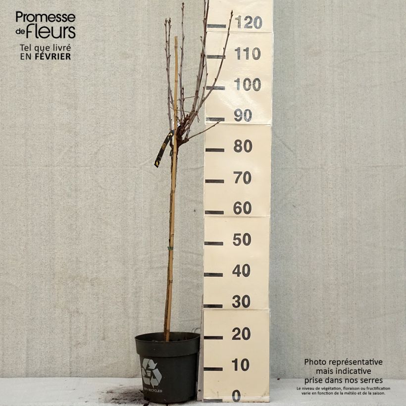 Ribes rosso Ribest Babette Vaso da 6L/7L, Vaso impalcato esemplare consegnato in inverno
