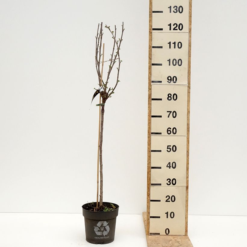 Example of Ribes rosso Ribest Babette Vaso da 6L/7L, Vaso impalcato as you get in printemps