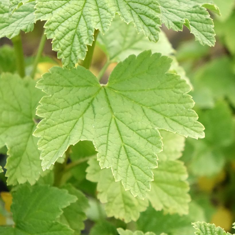 Ribes rosso Ribest Lisette (Foliage)