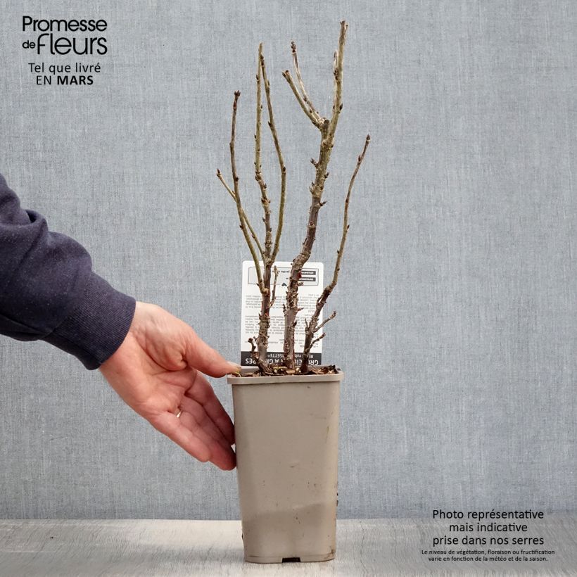 Example of Ribes rosso Ribest Lisette Vaso da 1,5L/2L as you get in printemps