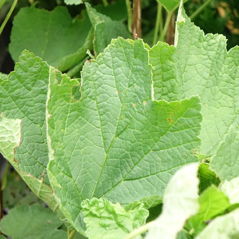 Ribes rosso Ribest Sonette (Fogliame)