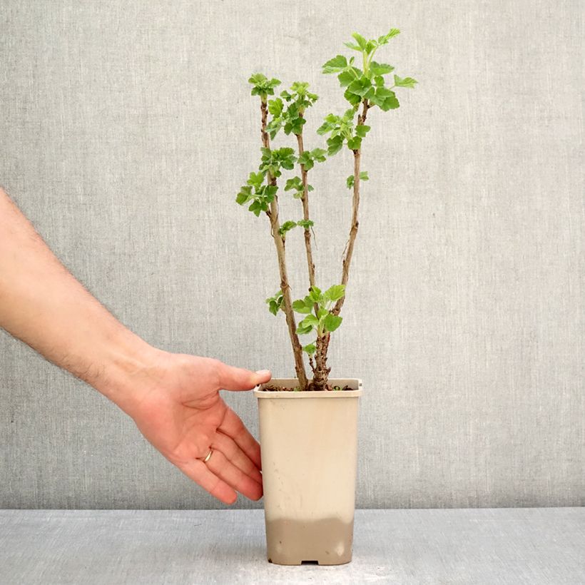 Ribes rosso Ribest Sonette Vaso da 1,5L/2L esemplare consegnato in primavera