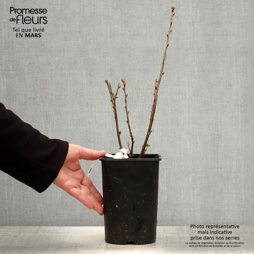 Example of Ribes rosso Rosetta Vaso da 2L/3L, Multifusto as you get in printemps