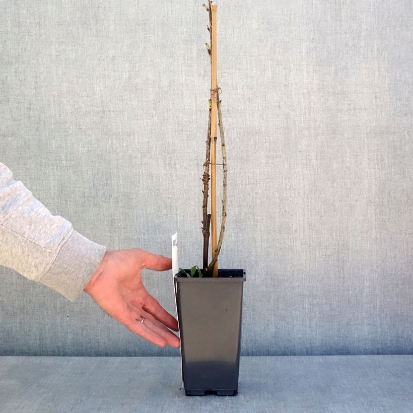 Ribes rosso Versaillaise Vaso da 4L/5L esemplare consegnato in primavera