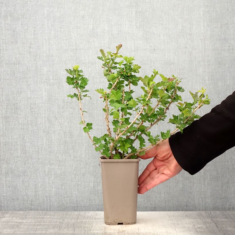 Uva-spina Crispa Goldling Vaso da 1,5L/2L esemplare consegnato in primavera