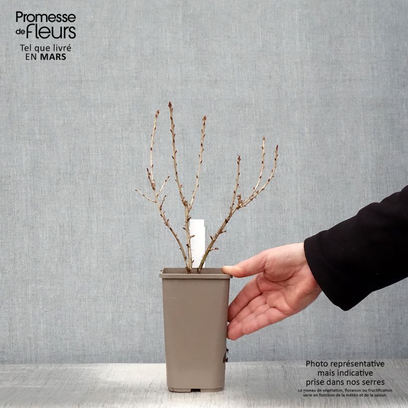 Example of Uva-spina Easycrisp Mr Green Vaso da 1,5L/2L as you get in printemps