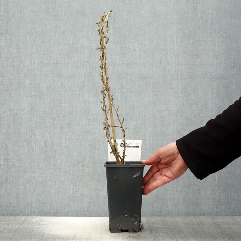 Uva-spina Invicta Vaso da 1,5L/2L esemplare consegnato in primavera