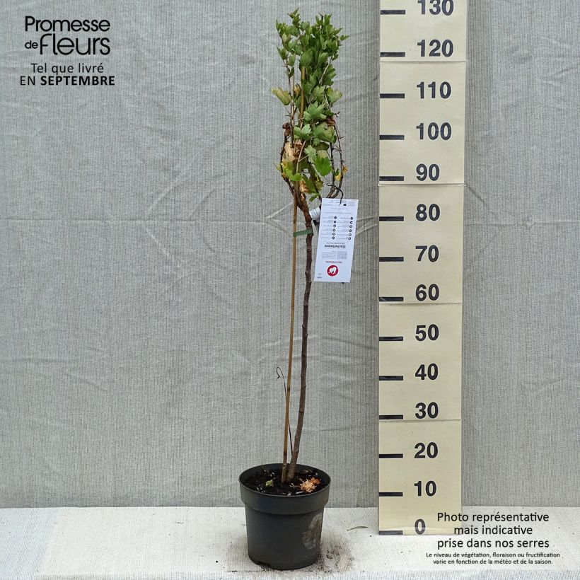 Esemplare di Uva-spina Mucurines Vaso da 6L/7L, Vaso impalcato come consegnato in autunno