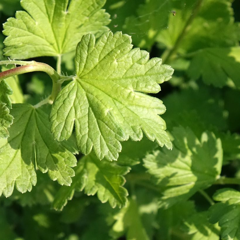 Uva-spina Captivator (Fogliame)