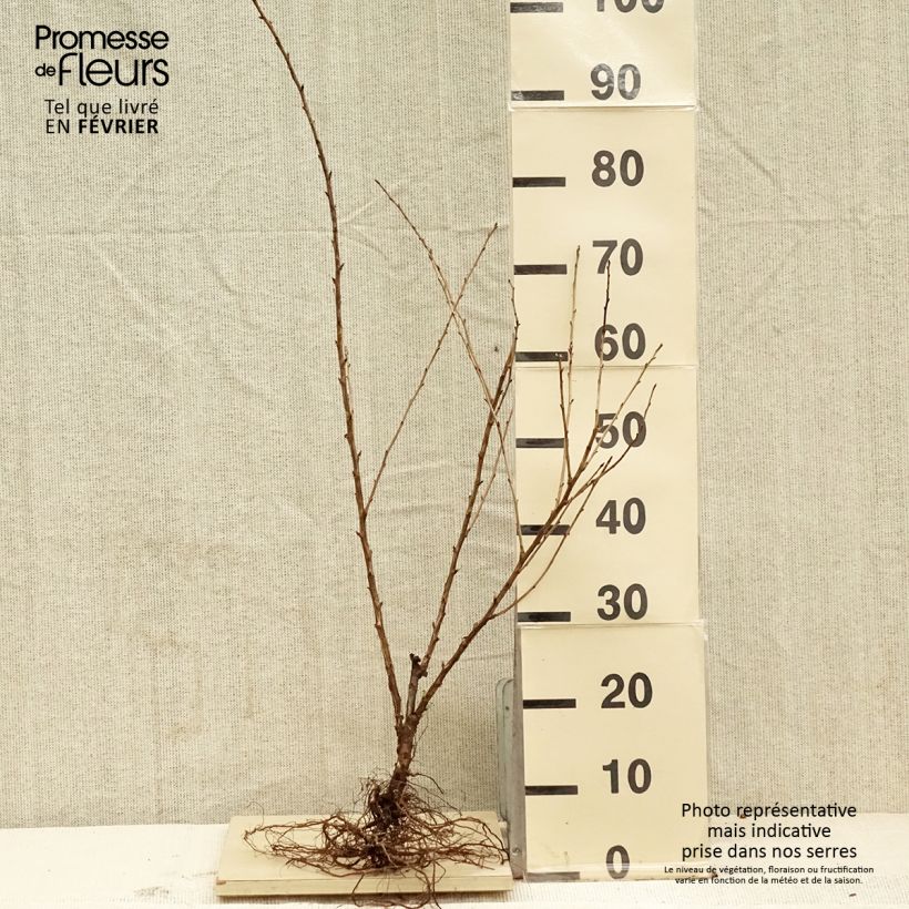 Uva-spina Captivator Piante piccole a radice nuda, A cespuglio esemplare consegnato in inverno