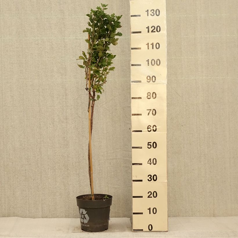Esemplare di Uva-spina Crispa Darling Vaso da 6L/7L, Vaso impalcato come consegnato in autunno