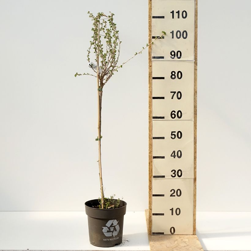 Example of Uva-spina Crispa Darling Vaso da 6L/7L, Vaso impalcato as you get in printemps